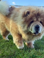 Chow Chow dogs - Advert 1