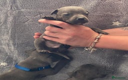 Staffordshire Bull Terrier dogs for sale: Pure breed blue Staffordshire bull terrier - Image 8