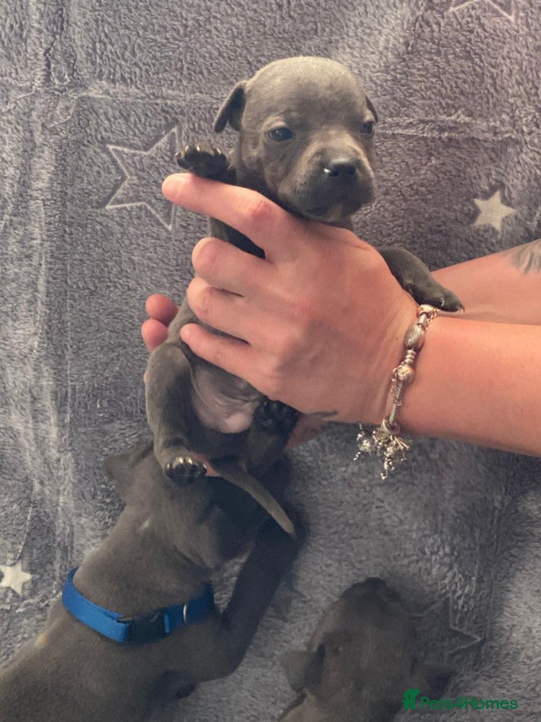 Staffordshire Bull Terrier dogs for sale: Pure breed blue Staffordshire bull terrier - Image 8