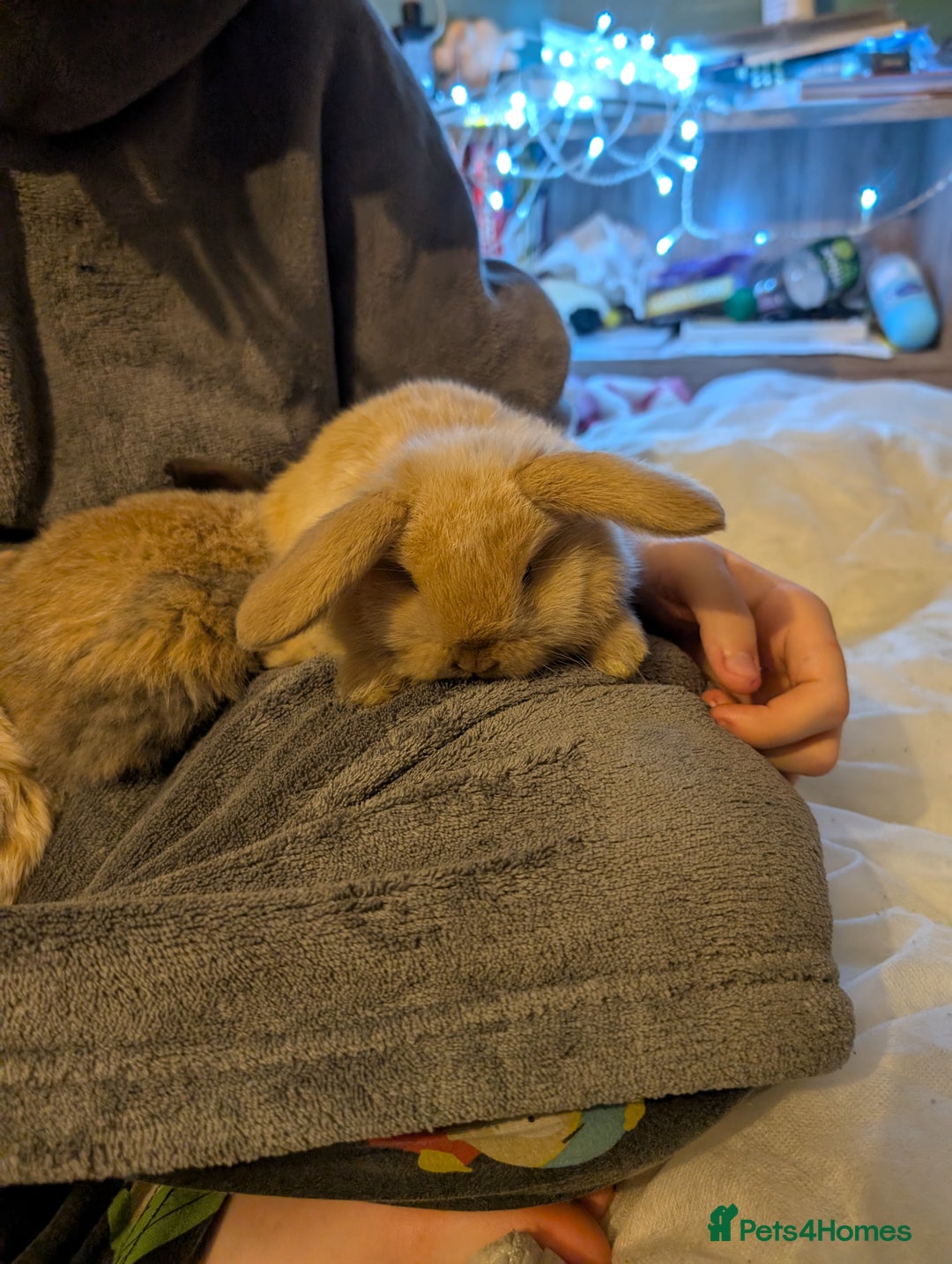 Mini Lop rabbits for sale: Five female Mini lops for sale - Advert 3
