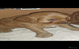 Cavapoo dogs for sale: CAVAPOO F1 puppies ready for new homes now  - Image 4
