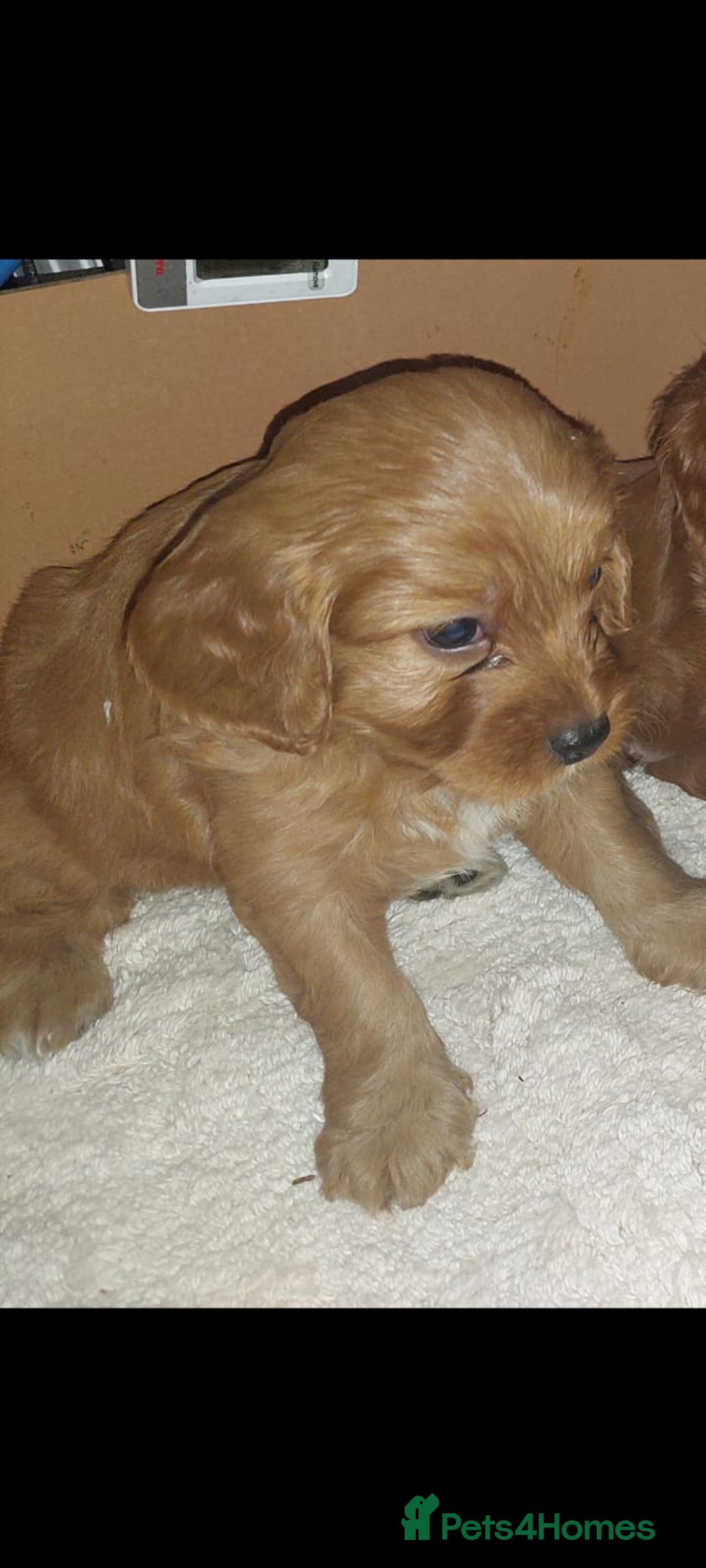 Cavapoo dogs for sale: CAVAPOO F1 puppies ready for new homes now  - Image 4