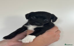 Mixed Breed dogs for sale: Jack Russel x Cockapoo Puppies - Image 3