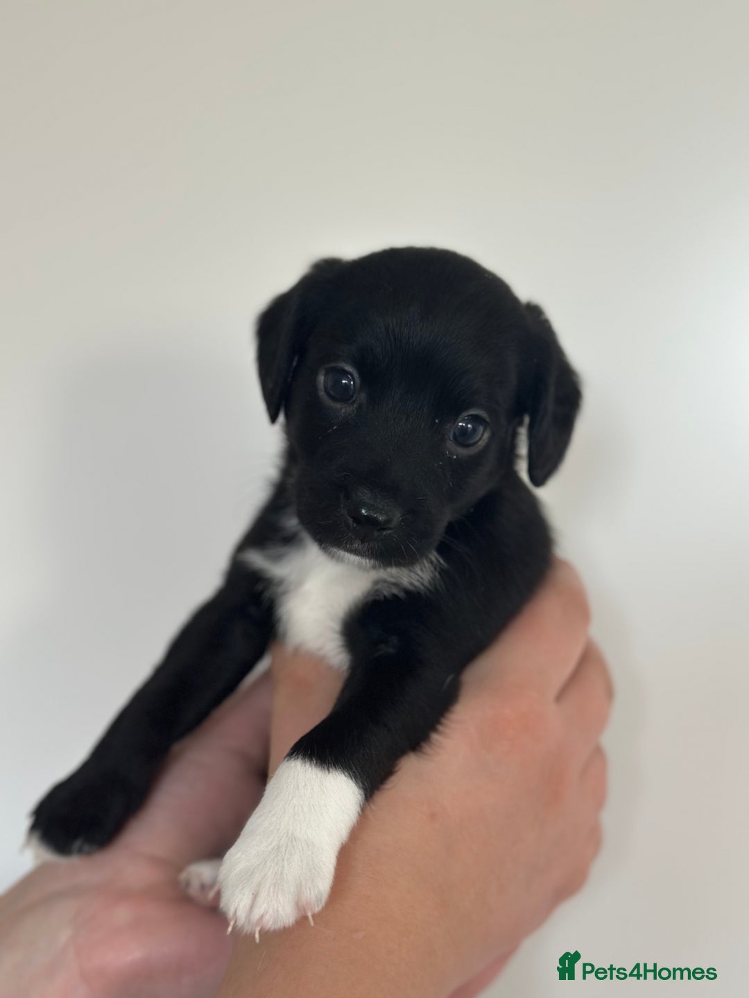 Mixed Breed dogs for sale: Jack Russel x Cockapoo Puppies - Image 3