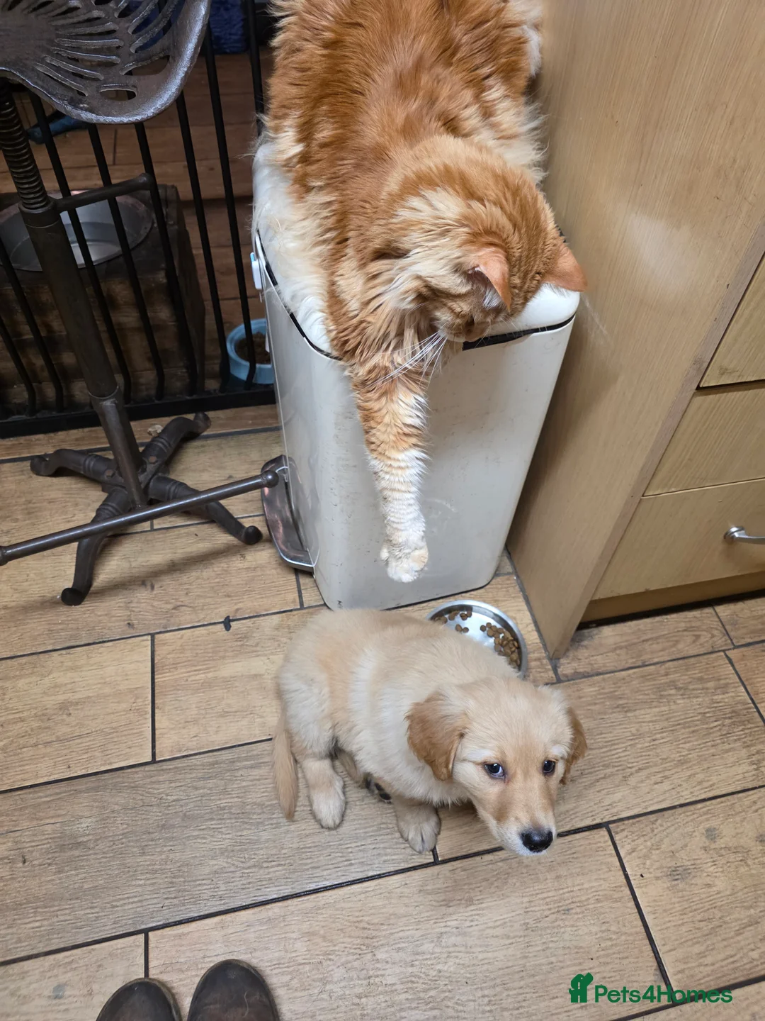 Golden Shepherd dogs for sale: Beautiful girl - Advert 8