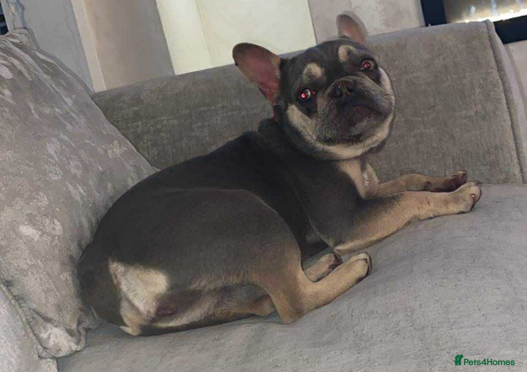 French Bulldog dogs for sale: FEMALE FRENCH BULLDOG  - Advert 1