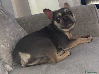 French Bulldog dogs FEMALE FRENCH BULLDOG - Advert 1