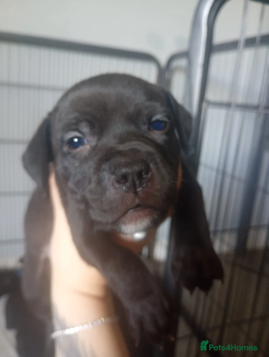 Staffordshire Bull Terrier dogs for sale: Stunning Staffordshire Bull Terrier Puppies - Advert 2