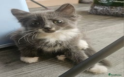 British Longhair cats for sale: Part ragdoll kittens - Image 1