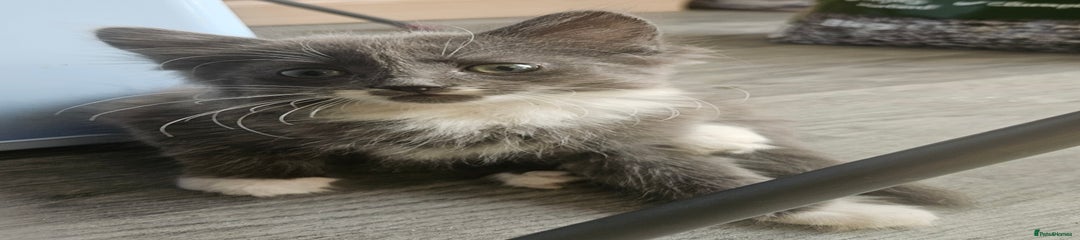 British Longhair Kitten 2