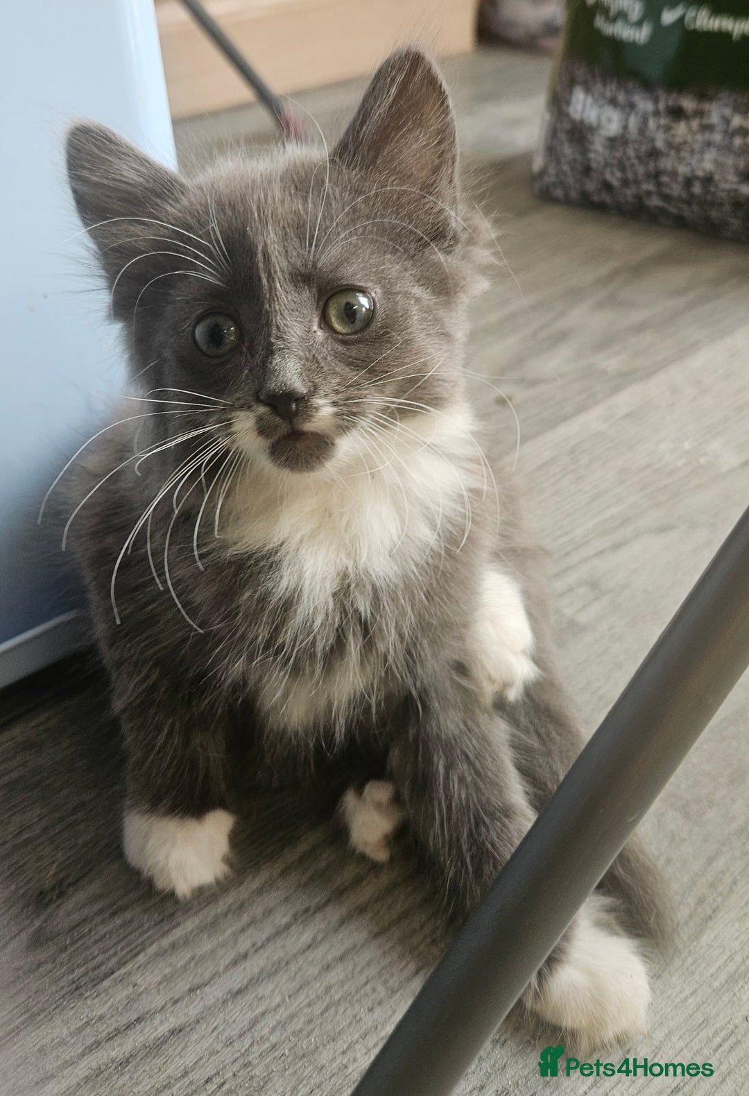 British Longhair cats for sale: Part ragdoll kittens - Image 1