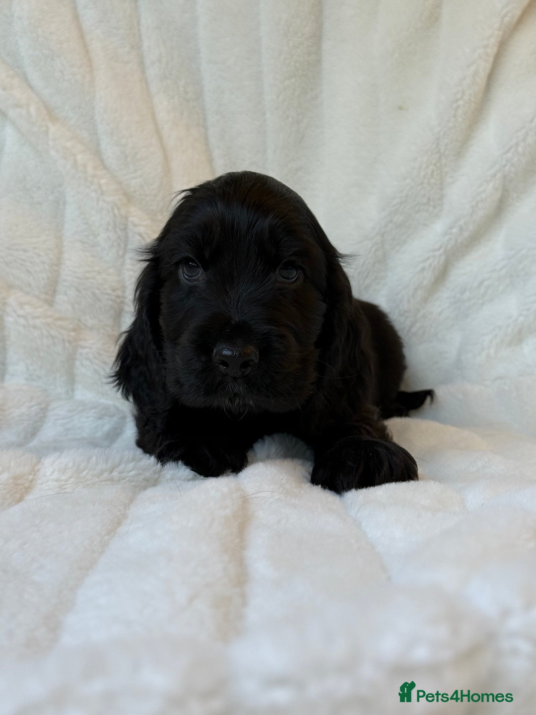 Cocker Spaniel dogs for sale: 🌟Show Cocker spaniel puppies🌟 - Advert 11