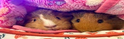 Guinea Pig rodents for sale: 2x female Guinea Pigs  in Hartlepool - Advert 4