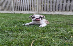 French Bulldog dogs for sale: REDUCED One Gorgeous Boy Frenchie left🐾 - Image 12