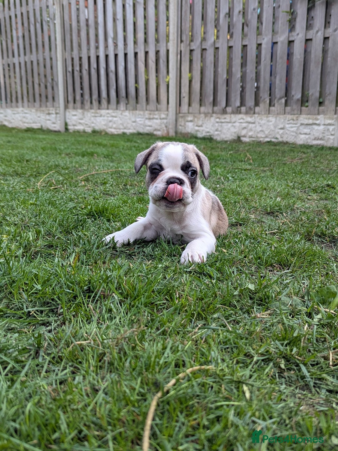 French Bulldog dogs for sale: REDUCED One Gorgeous Boy Frenchie left🐾 - Image 12