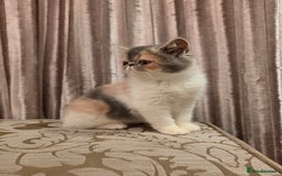 Exotic cats for sale: Super high quality Exotics - TICA reg pedigree - Image 10