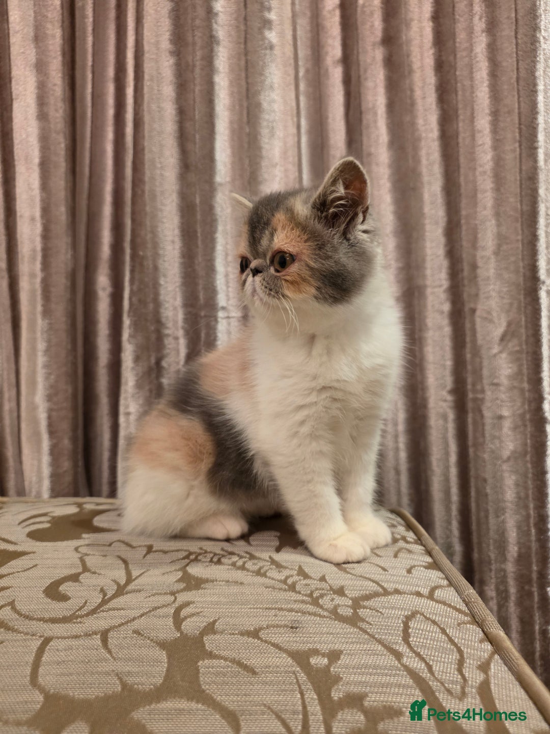 Exotic cats for sale: Super high quality Exotics - TICA reg pedigree - Image 10