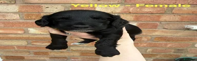 Cockapoo Yellow
