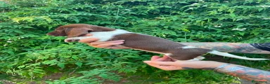 brown/white long pye