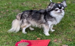 Chihuahua dogs for stud: Husky Marked Thai import Chihuahua Stud - Image 7