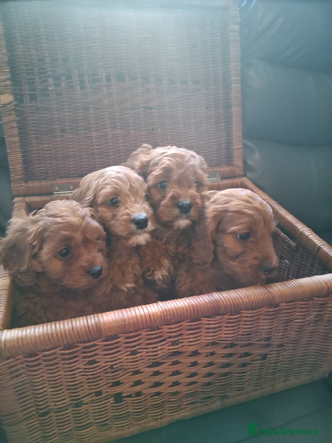 Cavapoo dogs for sale: 4 adorable Cavapoo puppies - Advert 5