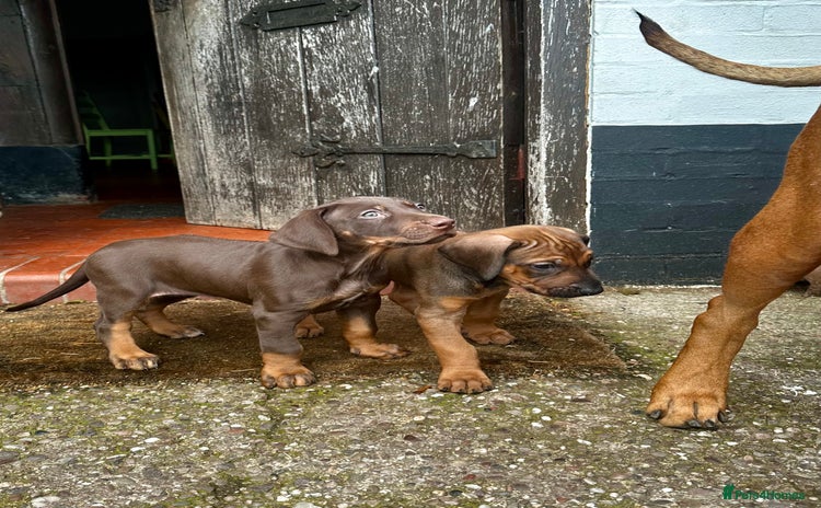 Rhodesian Ridgeback dogs - Advert 1
