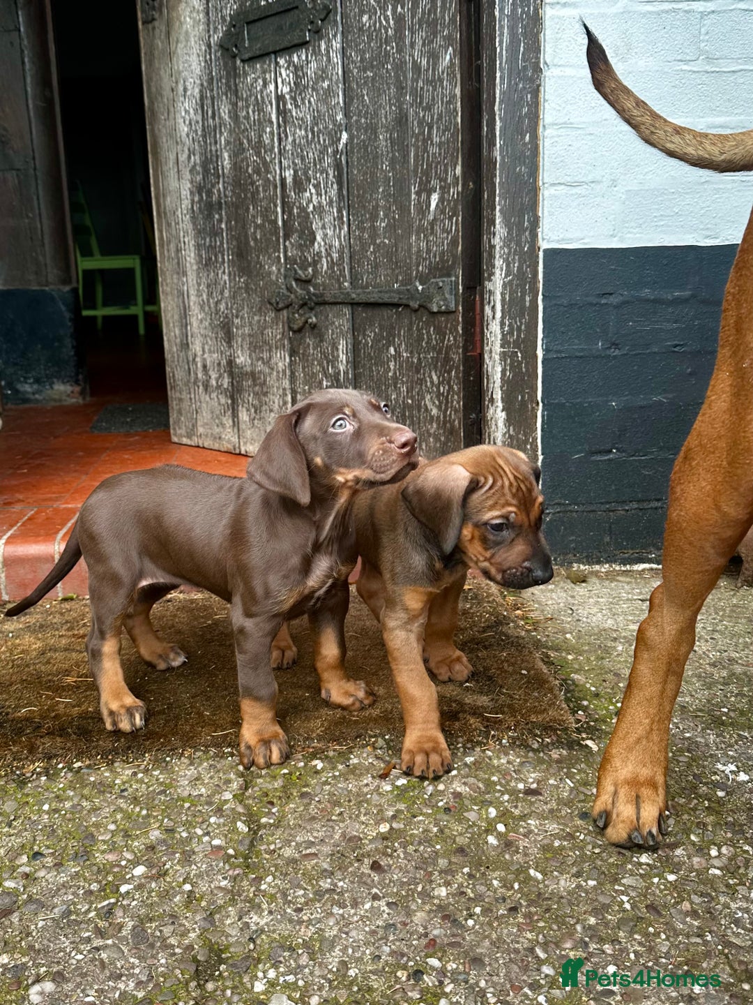 Rhodesian Ridgeback dogs for sale: Rhodesian Ridgeback puppies  - Image 1