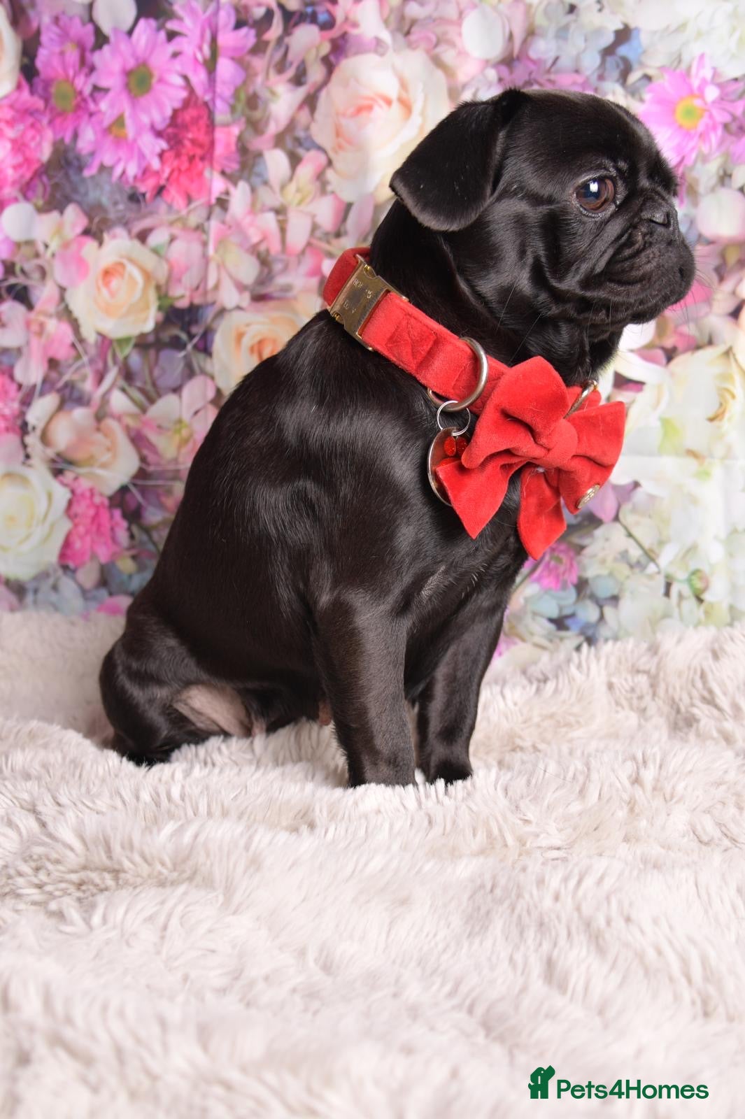 Pug dogs Kc registered pug puppies  - Advert 2