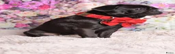 Pug dogs for sale: Kc registered pug puppies  - Advert 2