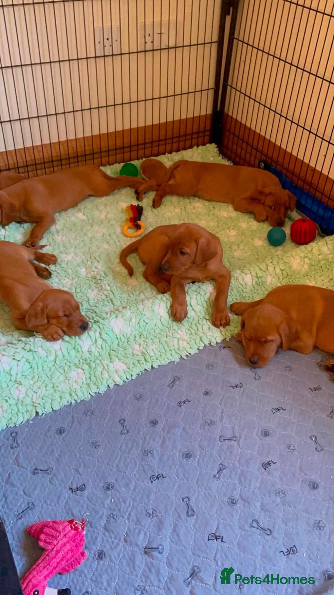 Labrador Retriever dogs KC REG FOX RED LABRADOR PUPPIES - Advert 1