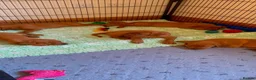 Labrador Retriever dogs for sale: STUNNING KC REG FOX RED LABRADOR PUPPIES - Advert 9