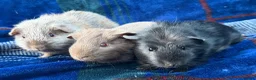 Guinea Pig rodents for sale: Trio of stunning male piggys - Advert 3