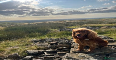 Cocker Spaniel dogs - Advert 10