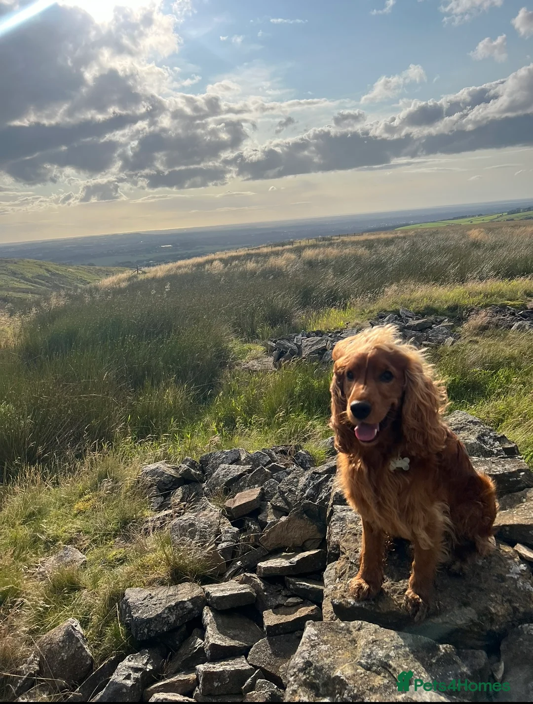 Cocker Spaniel dogs for stud: STUD show cocker spaniel red/ golden - Advert 2