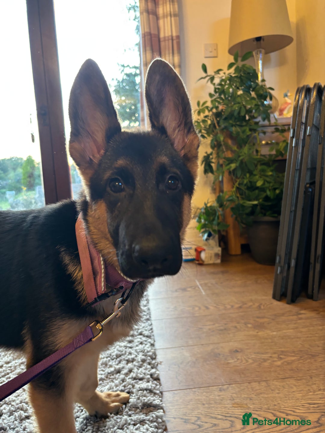 German Shepherd dogs for sale: Nova, German Shepherd Bitch. - Image 4