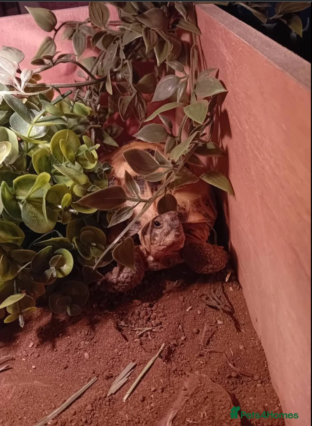 Tortoise reptiles for sale: Tiny the Horsfield tortoises in Chinnor - Advert 1