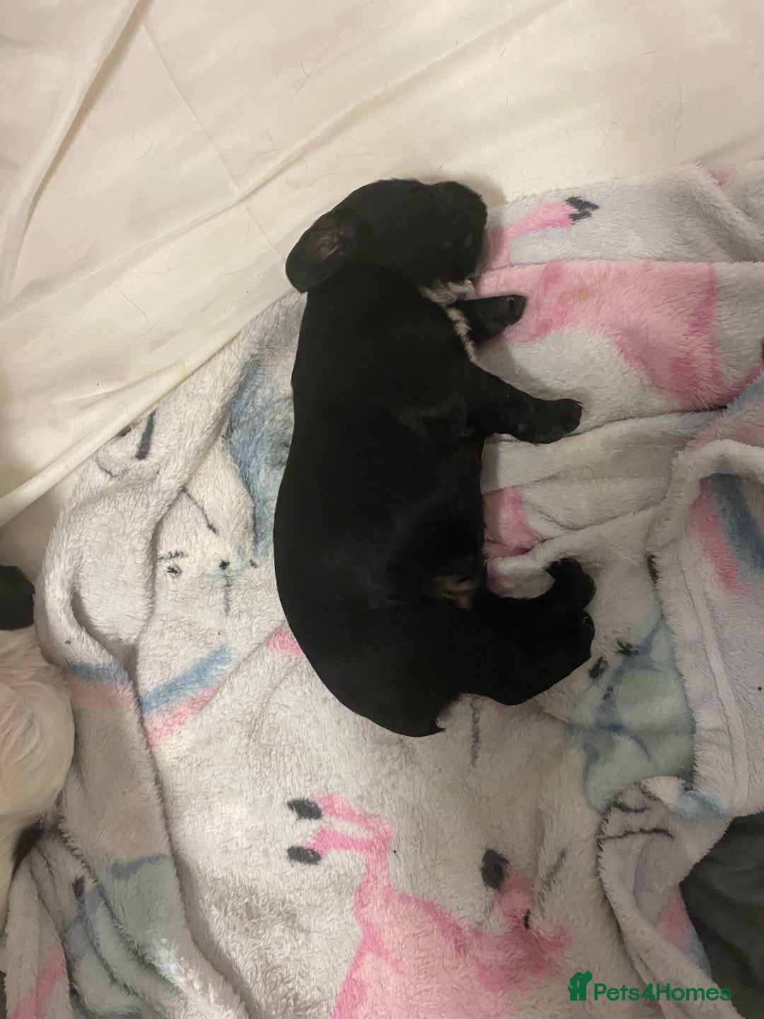 Cocker Spaniel dogs for sale: Working cocker spaniels - Image 11