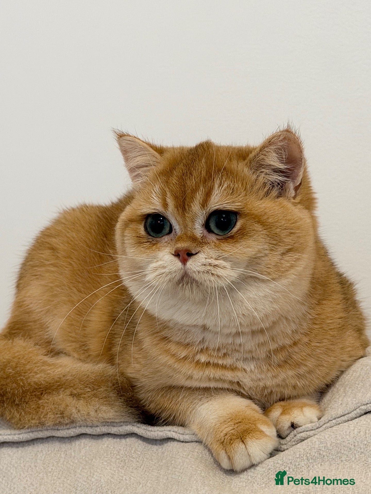 British Shorthair cats for sale: Active British Shorthair Female  - Advert 1