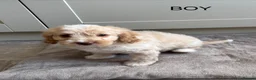 Cockapoo dogs for sale: Gorgeous F1B cockapoo puppy’s for sale  - Advert 14