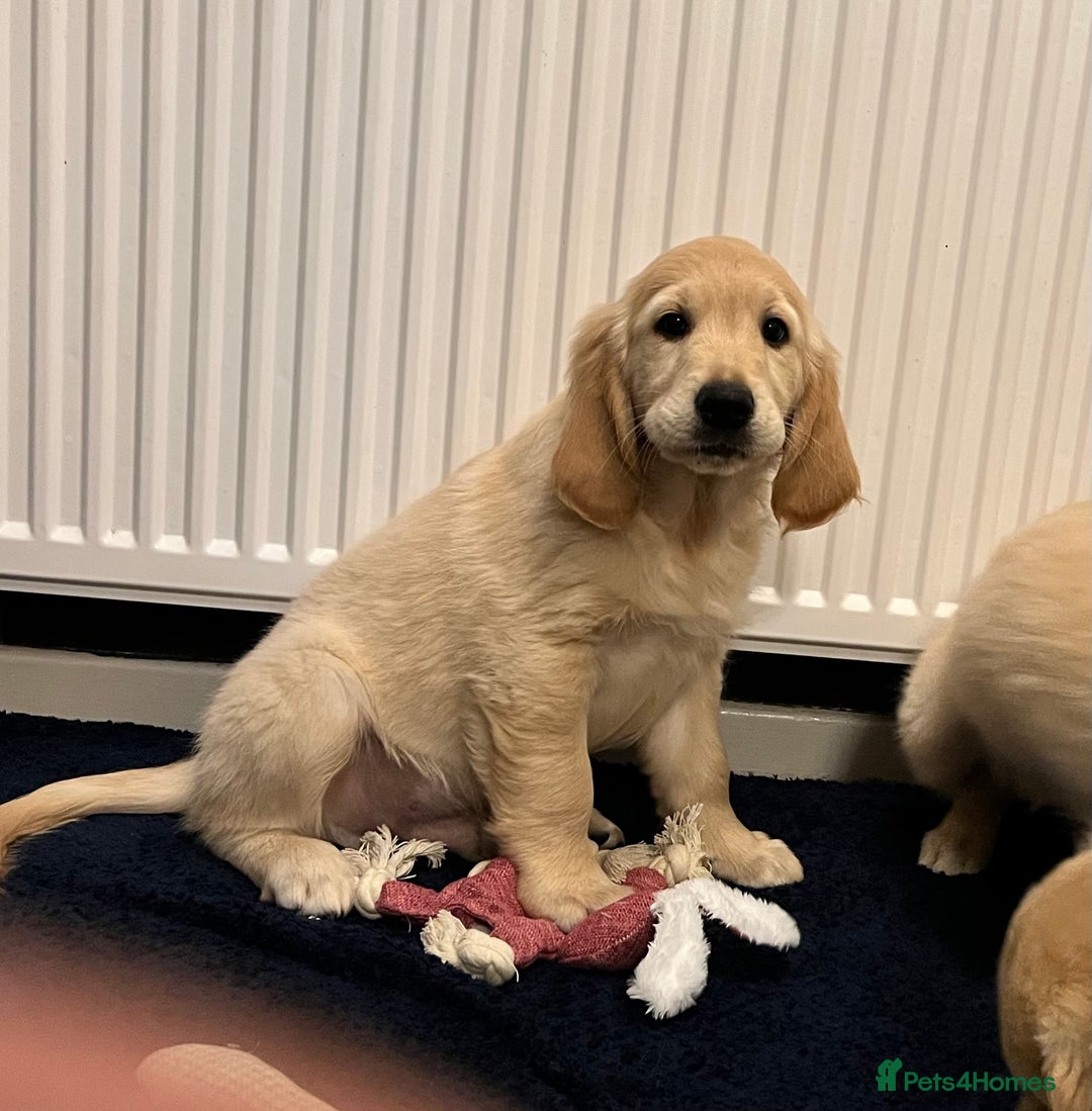 Golden Retriever dogs for sale: Golden retriever puppies - Advert 6