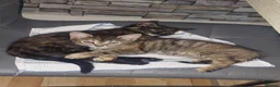 Mixed Breed cats for sale: 2 kittens girl - Advert 13