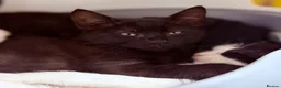British Shorthair cats for sale: Kittens ready to be homed - Advert 14