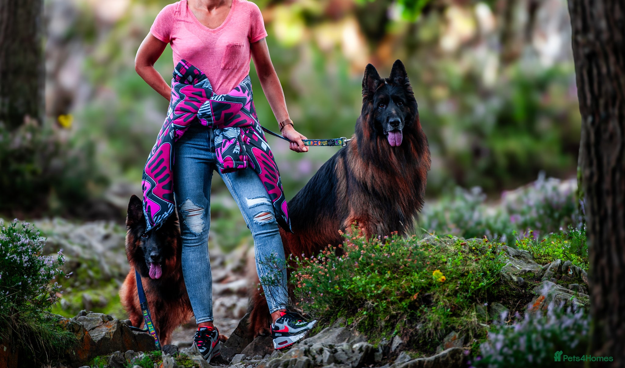 German Shepherd dogs for sale: ❤️🐾 Beautiful Long-Haired GSD Puppies🐾❤️ - Advert 3