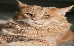 Maine Coon cats for sale: Beautiful GCCF registered main coon Kittens  - Image 13