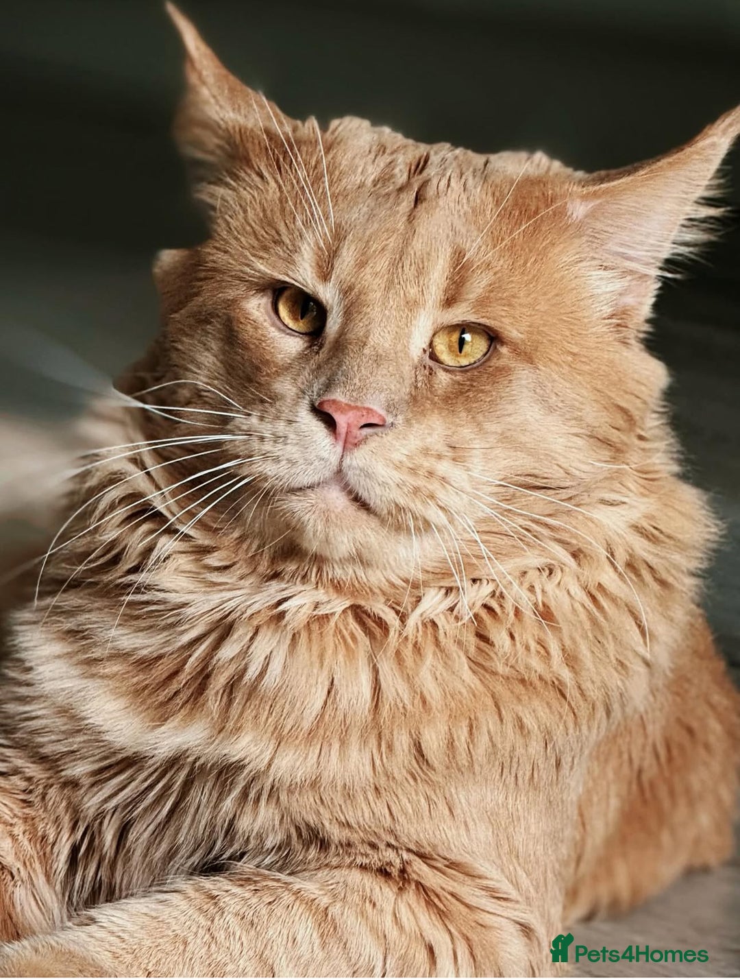 Maine Coon cats for sale: Beautiful GCCF registered main coon Kittens  - Image 13