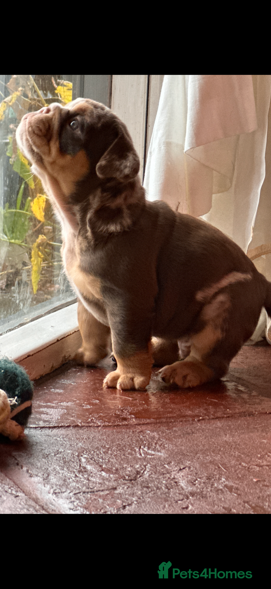 English Bulldog dogs for sale: English bulldogs  - Advert 10