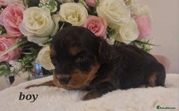 Doxiepoo dogs for sale: Daxipoo  - Image 13