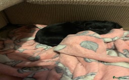 Mixed Breed dogs for sale: Pug cross shitzhu female puppies - Image 12