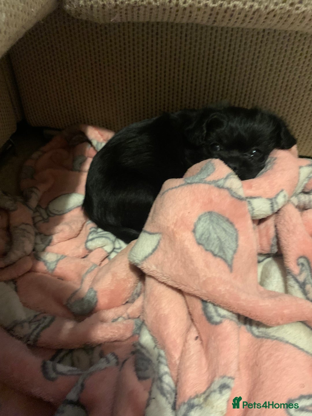 Mixed Breed dogs for sale: Pug cross shitzhu female puppies - Image 12