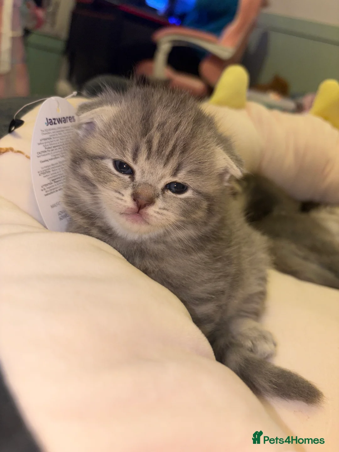 Scottish Fold cats for sale: Absolutely unreal Scottish fold x BSH litter!  - Advert 12